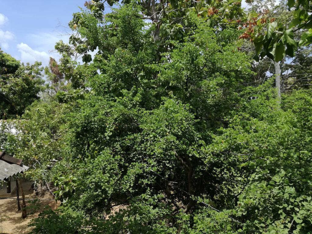 Sigiri Forest View シギリヤ エクステリア 写真