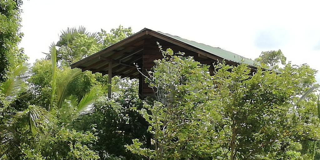 Sigiri Forest View シギリヤ エクステリア 写真